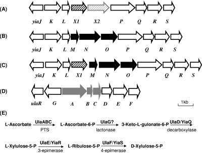 FIG. 1.