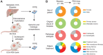 Figure 1. Generation of CCA_PDX models. A, Schematic illustration of the process of establishing and maintaining CCA_PDXs. Successfully established CCA_PDXs are compared with their foundation biopsy counterparts in histologic and genomic analyses. B, Pie charts showing the stratification of all biopsies (n = 49) and successfully established CCA_PDXs (n = 19) based on the sex of the patient, tissue origin of biopsies, pathologic subtypes, and patient treatment received prior to biopsy.