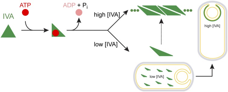 Fig. P1.