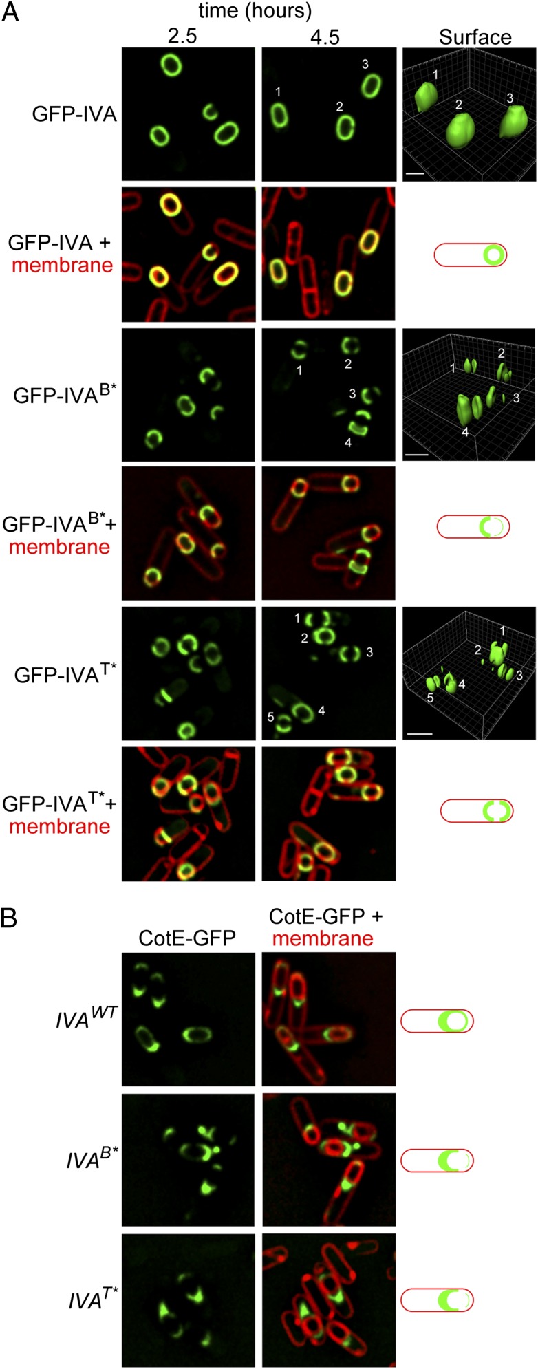 Fig. 6.