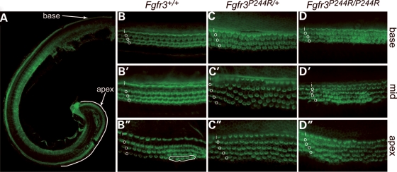 Figure 5.