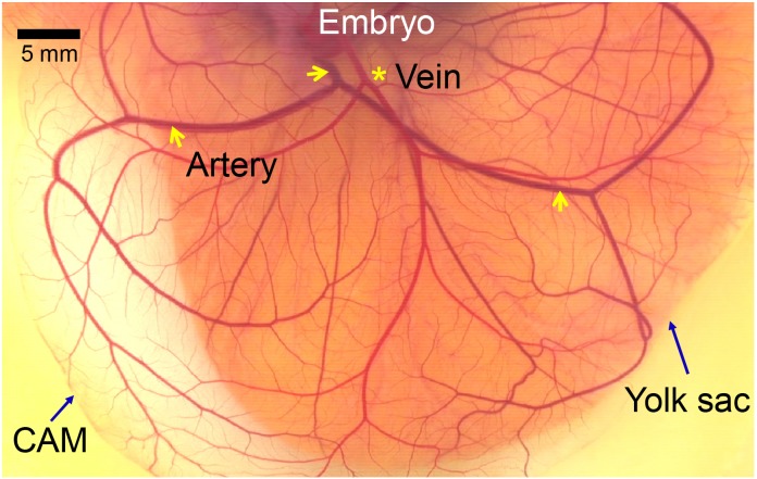 Fig 1