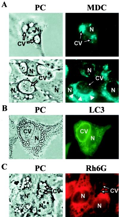 FIG. 2.