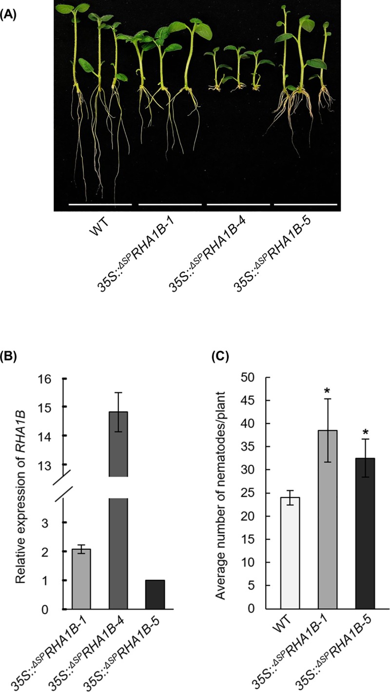 Fig 6