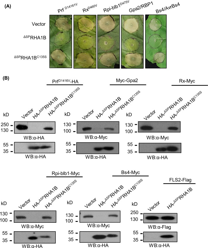 Fig 5