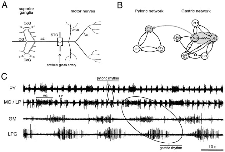 Fig. 1.