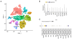 Figure 8. Single nucleus RNA sequencing from the Kidney Integrative Transcriptomics database. (A) Annotation of cluster subtypes. (B) Expression distribution of FN1. (C) Percent expression of FN1 in c...
