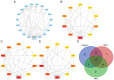 Figure 4. Screening hub genes using the STRING database by intersecting the top genes obtained from degree, MCC and MNC algorithms. (A) Protein–protein interaction network. Top 10 genes based on (B) d...