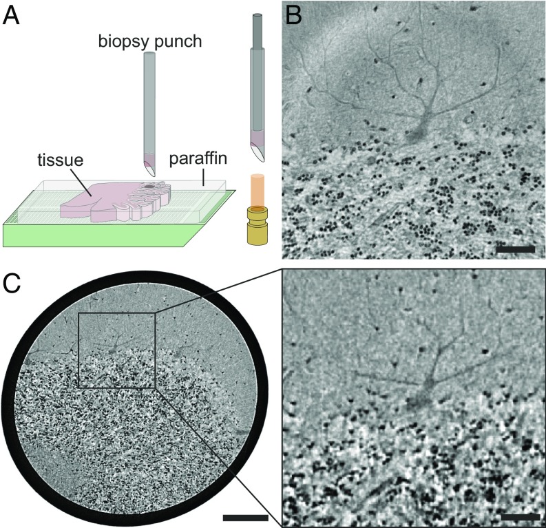 Fig. 1.