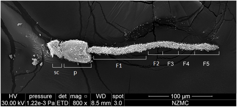 Fig 1