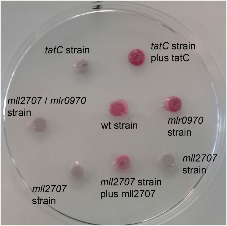 FIGURE 4