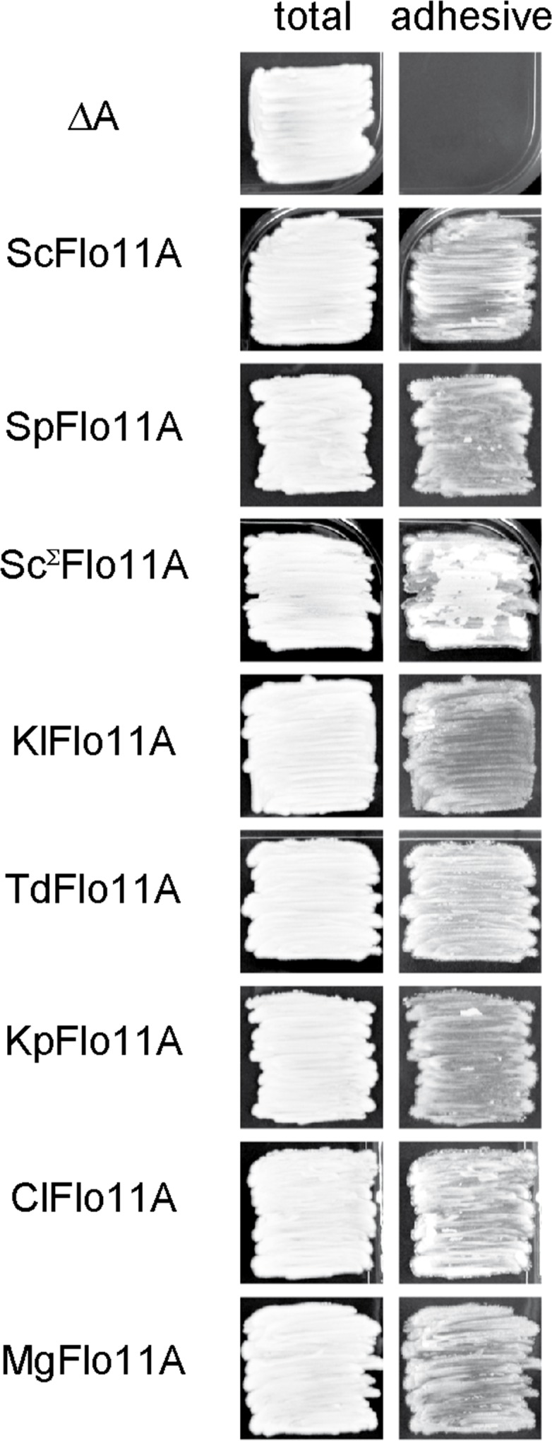 Figure 1—figure supplement 2.