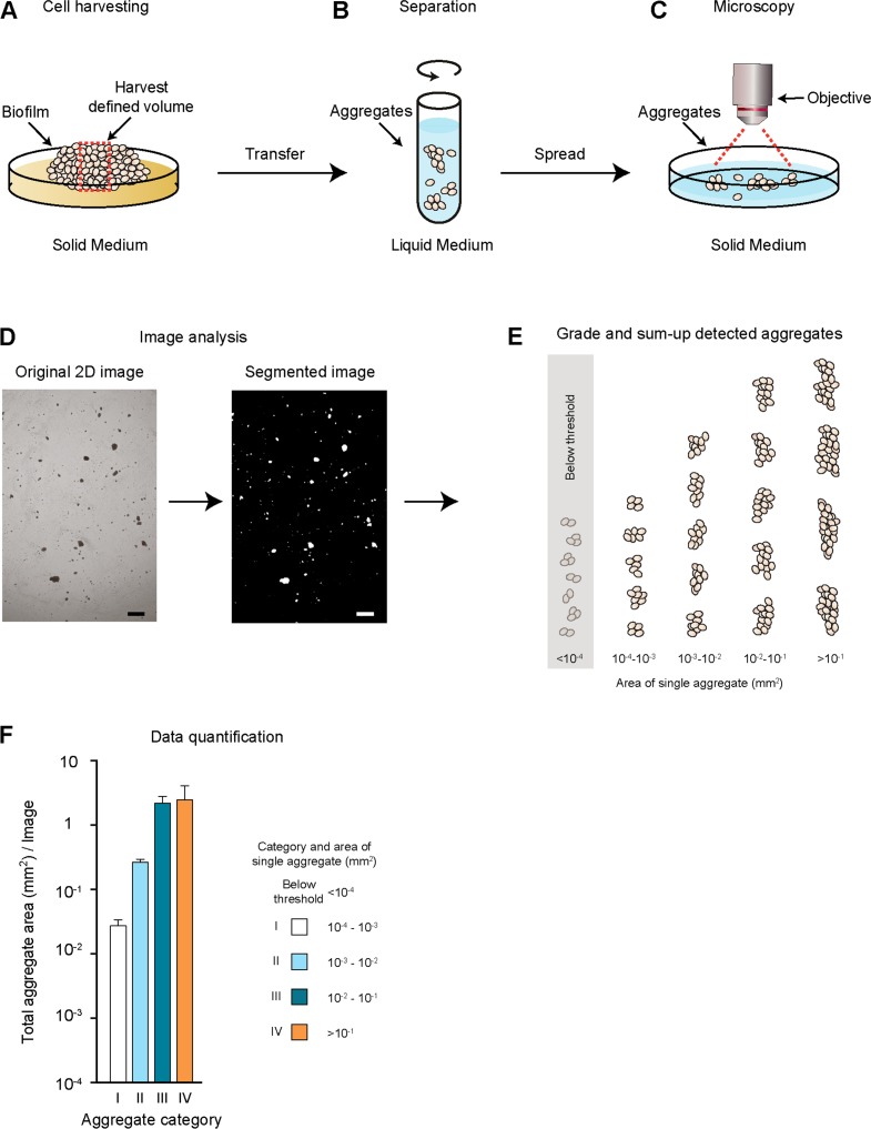 Figure 2—figure supplement 4.