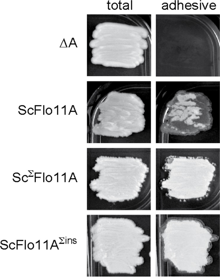 Figure 6—figure supplement 1.