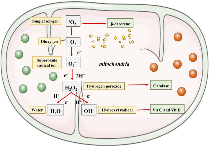 FIGURE 4