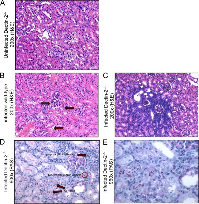 FIG 2