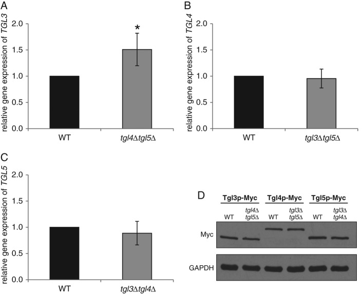 FIGURE 7: