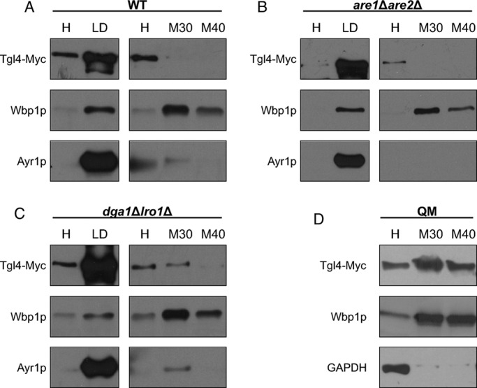 FIGURE 4: