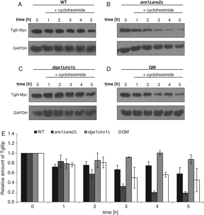 FIGURE 3: