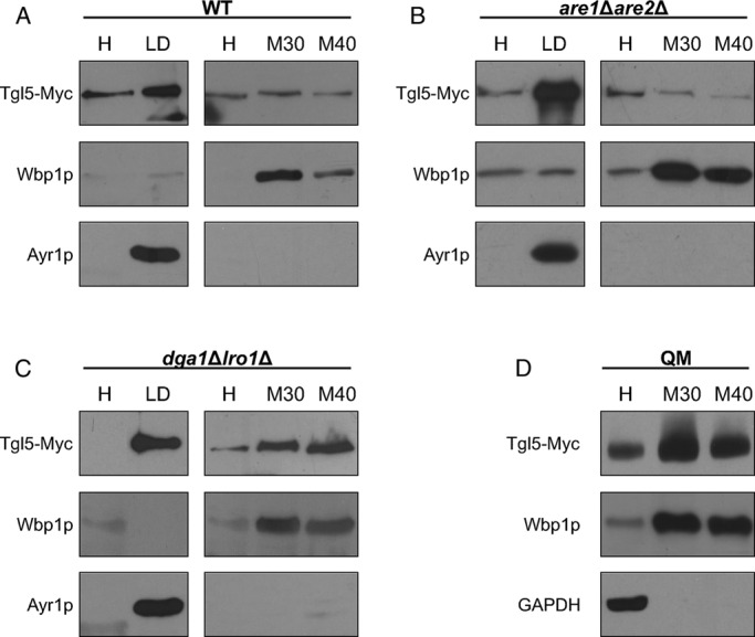 FIGURE 5: