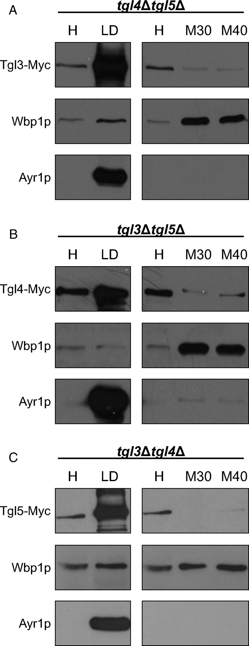 FIGURE 9: