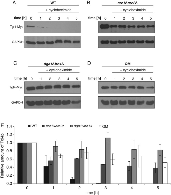 FIGURE 2: