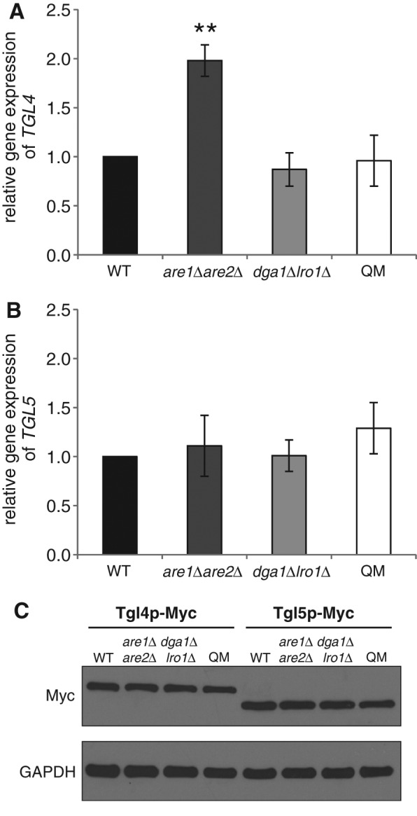 FIGURE 1: