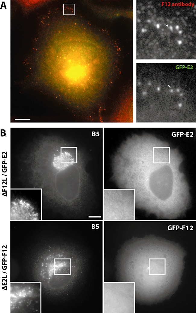 Fig. 9