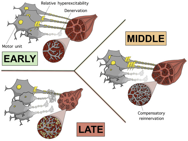 Graphical Abstract