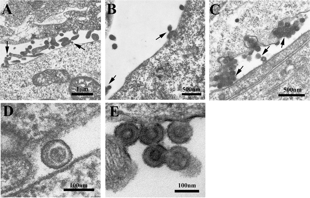 FIGURE 4