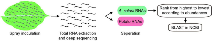 FIGURE 1