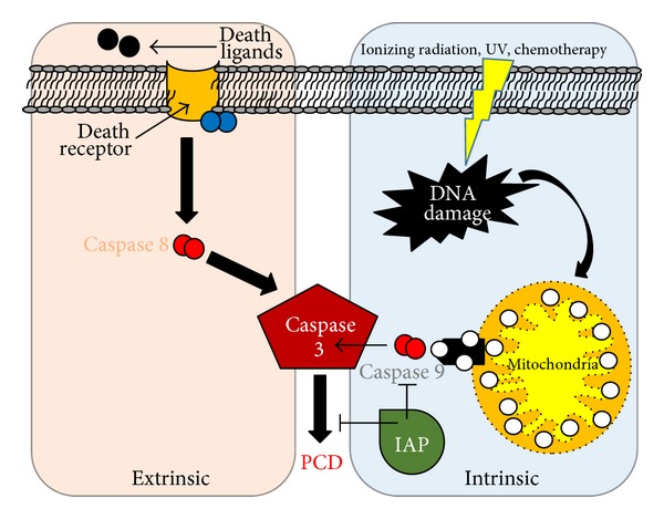 Figure 13