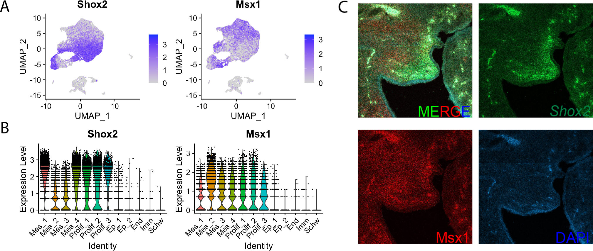 Figure 4: