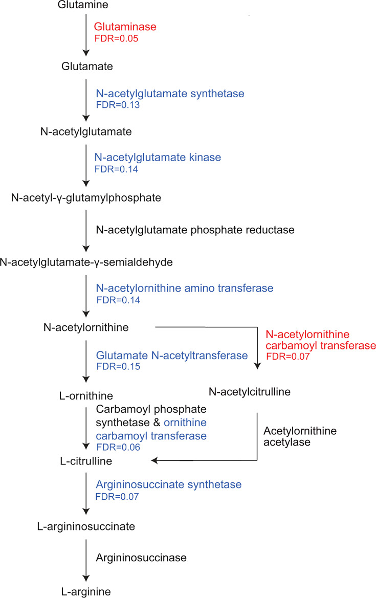 The image shows a metabolic pathway for L-arginine biosynthesis, starting from glutamine. The diagram details conversion through intermediates like N-acetylglutamate and L-citrulline, with the direction of change in abundance and FDR values shown.