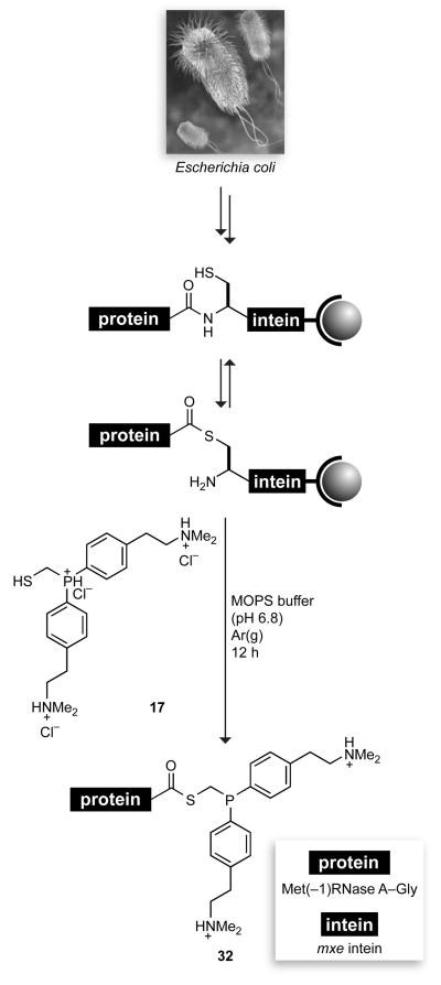 Scheme 6