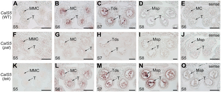 Fig 5