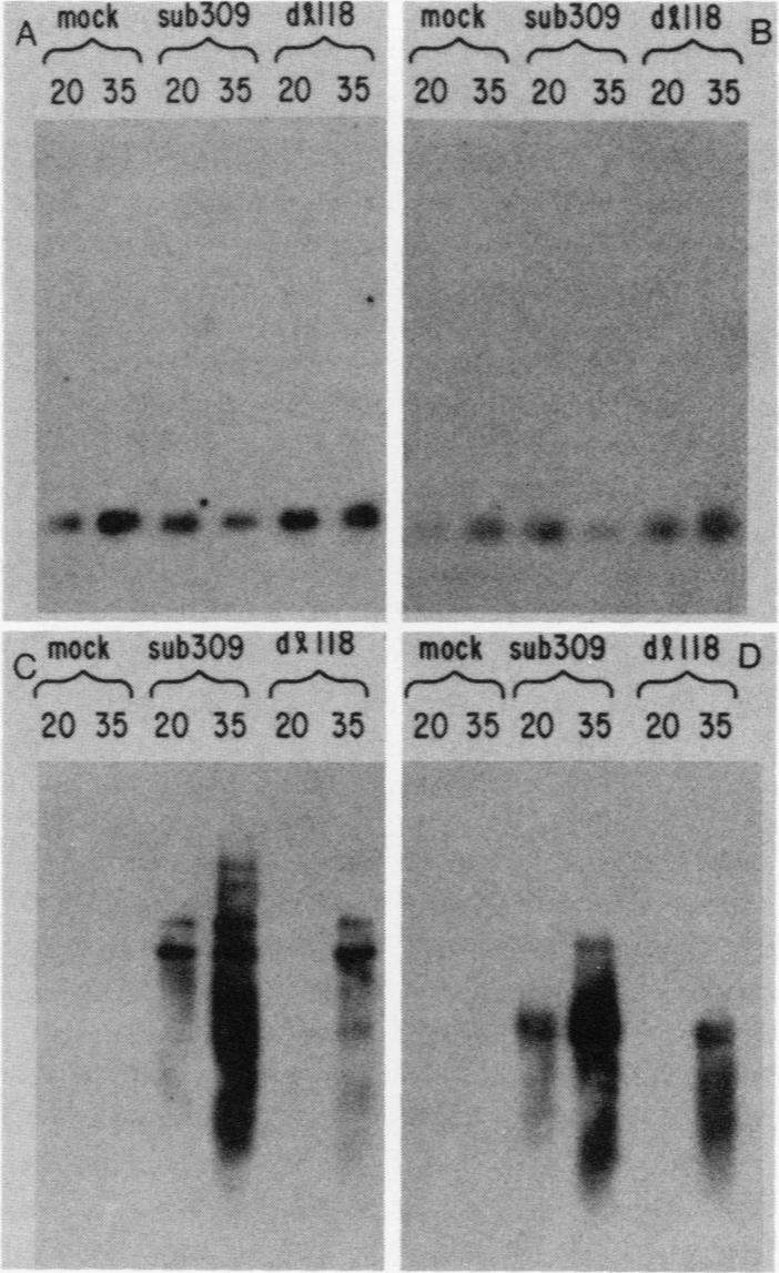 graphic file with name molcellb00106-0069-b.jpg