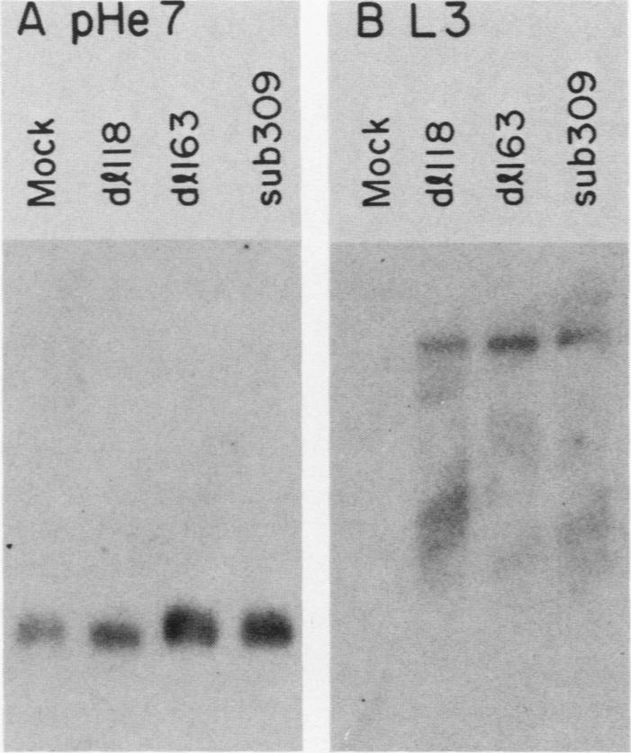 graphic file with name molcellb00106-0069-a.jpg