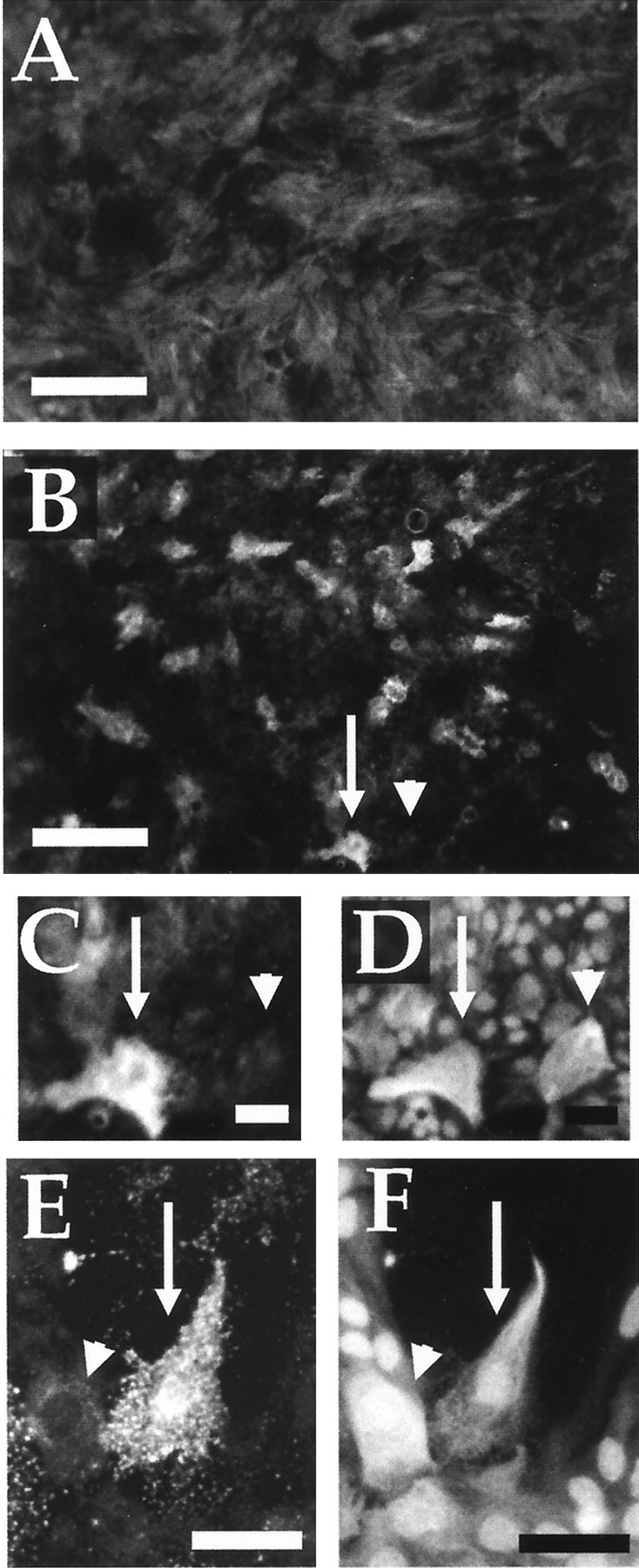 Fig. 12.