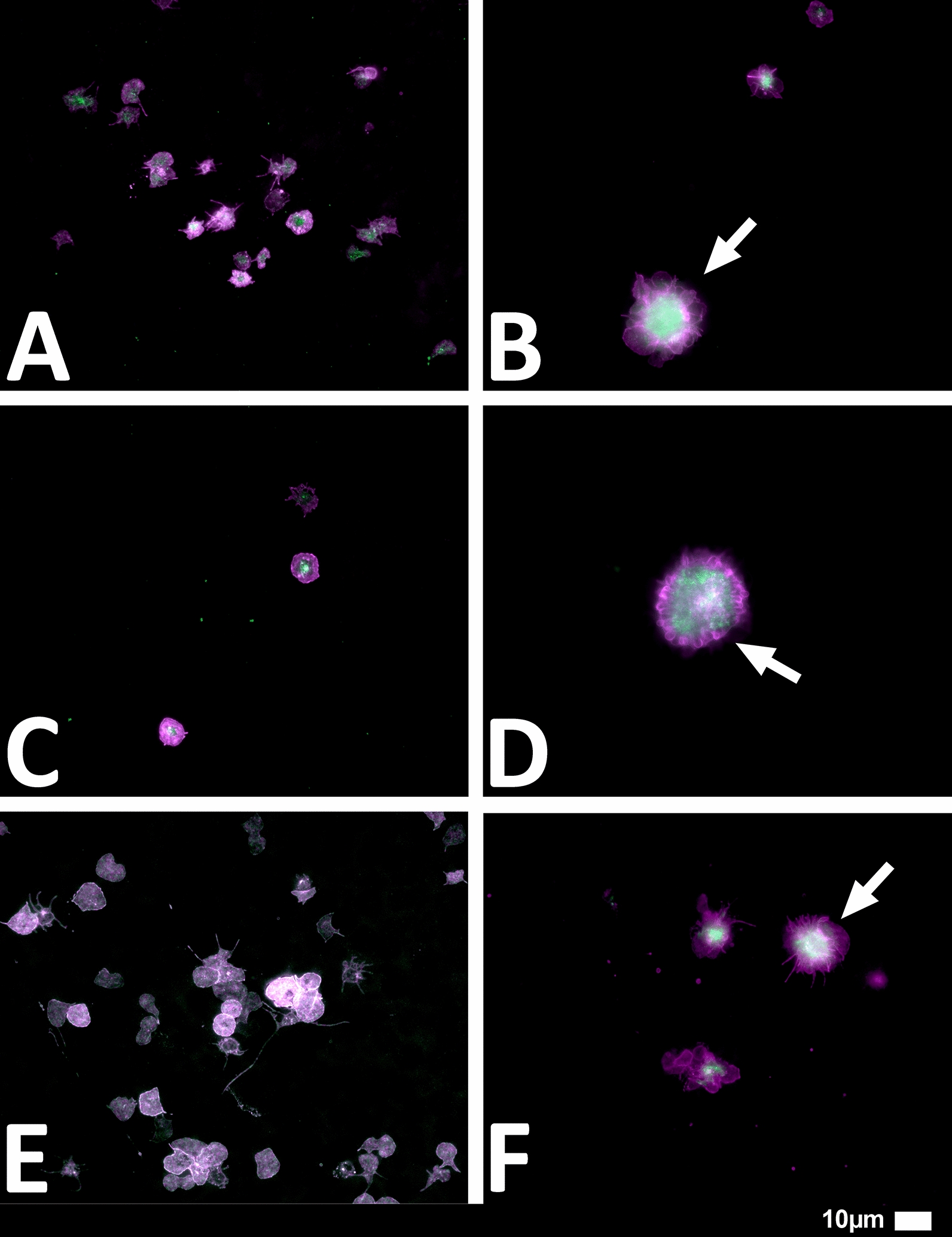 Fig. 9