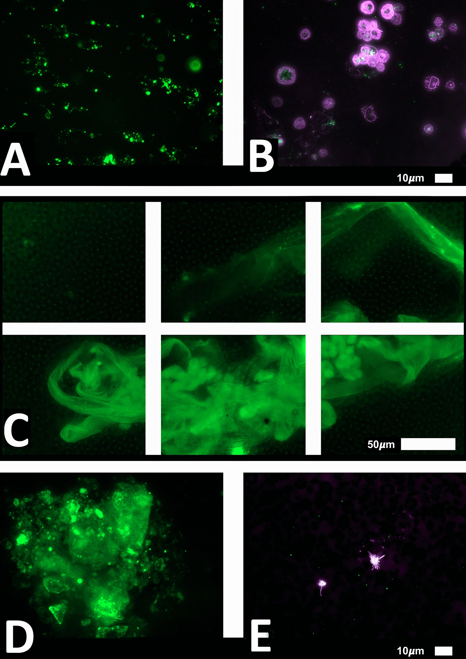 Fig. 11