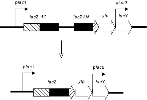 Fig. 1.