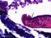 <b>FIG. 3.</b>