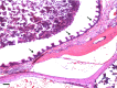 <b>FIG. 2.</b>