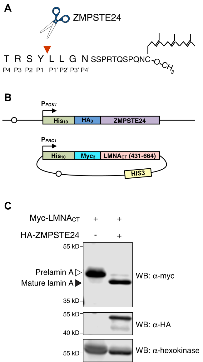 Figure 1