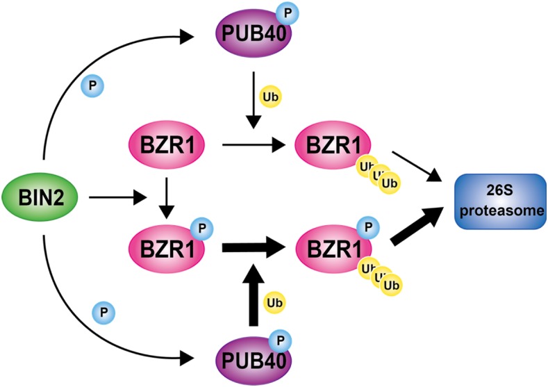 Figure 10.