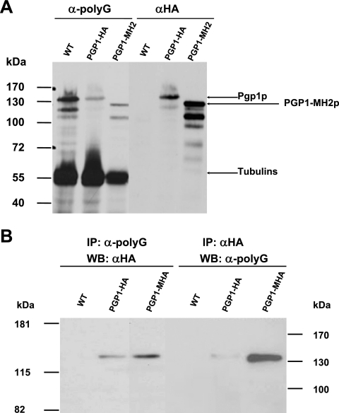 FIG. 5.