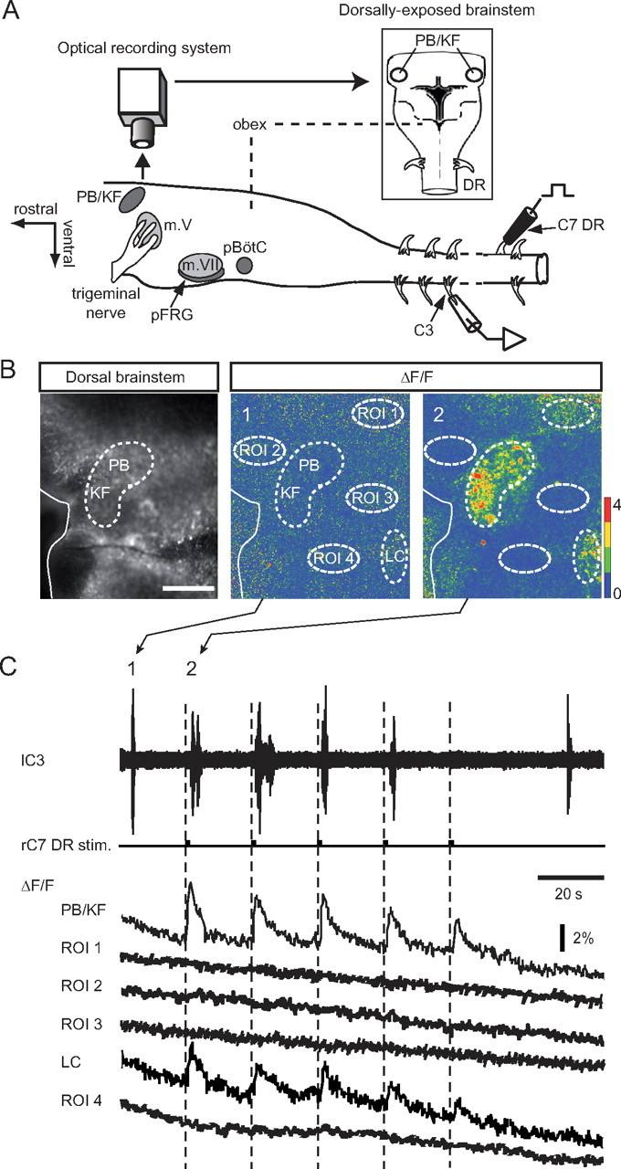 Figure 7.