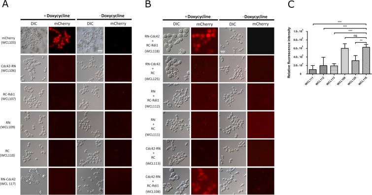 Figure 4