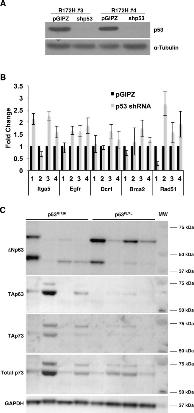 Fig 5